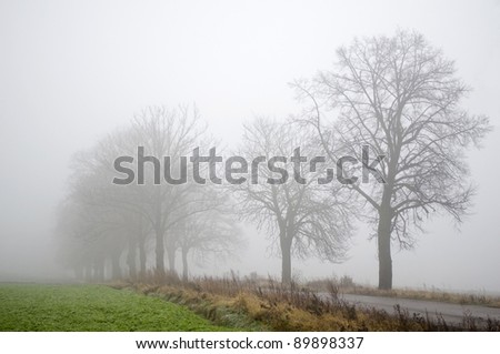 Road, trees and fog
