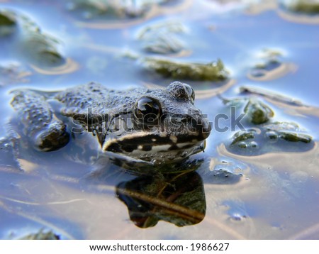 A frog in water. shallow depth of field with focus on eyes.