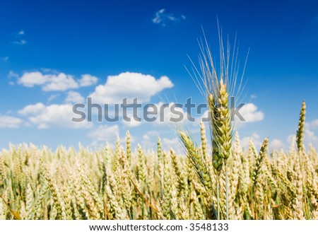 Corn field against blue cloudy sky (can be used how background or wallpaper)