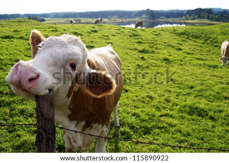 Happy Cow on the pasture, scratching its head with a fence post