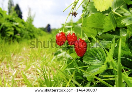 Three ripe strawberries on a strawberry field in summer.