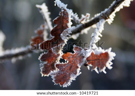 Leaves of an oak tree, covered with the white spikes of hoarfrost.