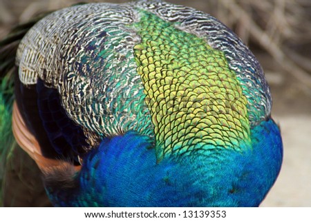Bowing peacock. You can see the wonderful blue and green feathers.