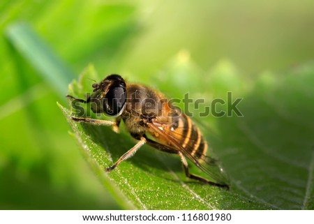a kind of insects named syrphidae on a green leaf, in the natural wild state, Luannan County, Hebei Province, China.