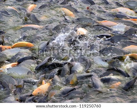 fish eating on the surface of water