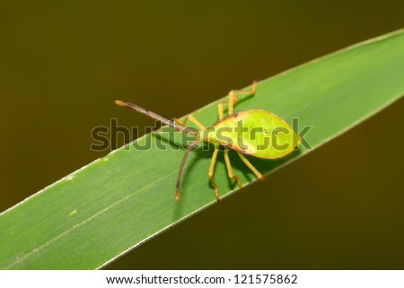 a stink bug on the green leaf