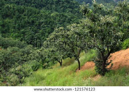 chestnut trees in a mountain slope north china
