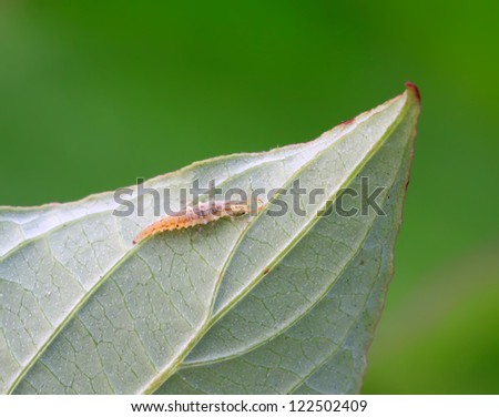 a chrysopa lai larvae on the green leaf.