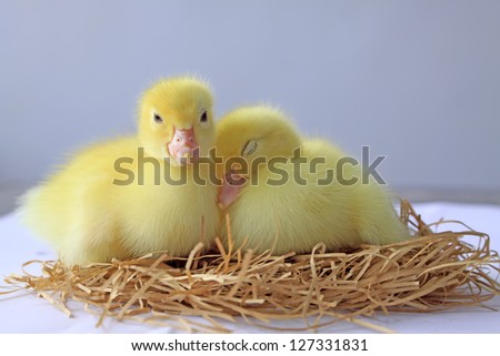 close up of ducklings, taken photos in the indoor lighting conditions, Luannan County, Hebei Province, China.