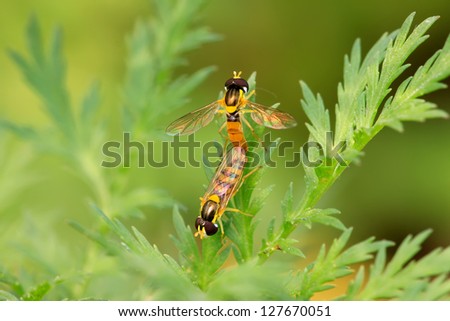 a kind of insects named syrphidae on a green leaf, photographs of natural wild state, Luannan County, Hebei Province, China.