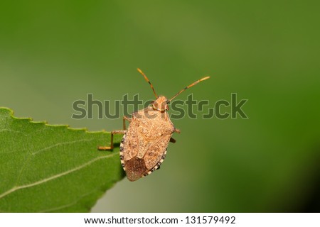 a stink bug on the green leaf