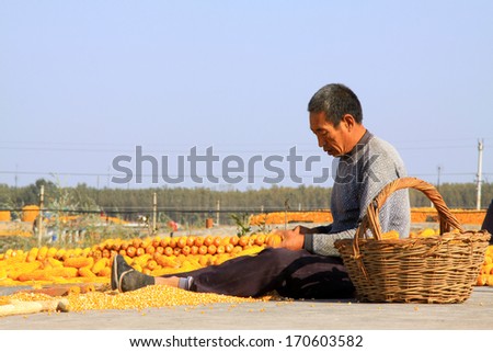 Yellow River Village, October 11, 2012: Farmers drying corn on the roof , on October 11, 2012, in the Yellow River Village, Luannan County, china. The local farmers used in roof drying grain.