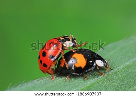 Similar – Foto Bild Paarung der Marienkäfer