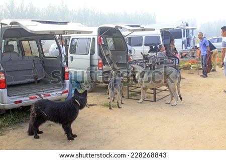 LUANNAN - SEPTEMBER 6: pet dog trading market on september 6, 2014, Luannan County, Hebei Province, China