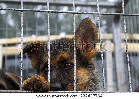 Pet dogs in cage, closeup of photo