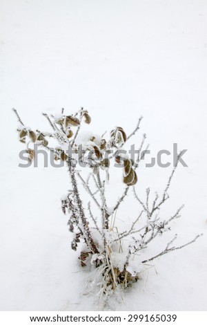 Chinese rose plants in the frost and snow, closeup of photo