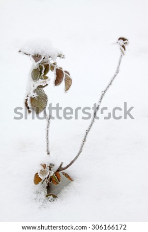 Chinese rose plants in the frost and snow, closeup of photo