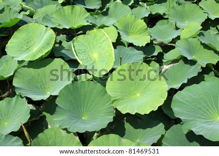 lotus leaves in a park in china