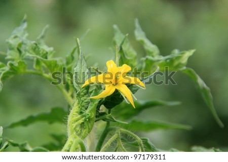 green tomatoes flowers in vegetables greenhouse, north china