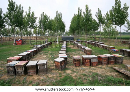 wooden hives in the outdoors, north china