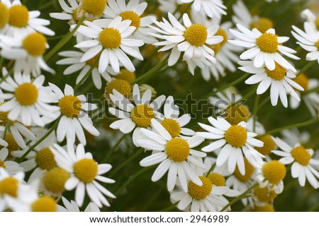 Margarita Flowers Stock Photo 2946989 : Shutterstock