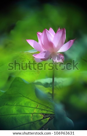 pink lotus under the sun
