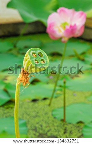 Lotus seed pod.