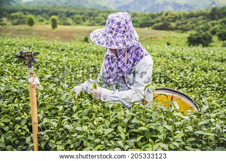 Tea Worker picking tea leaves in a tea plantation, Choui Fong tea plantation, Thailand.