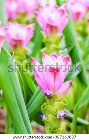 Siam Tulips , Curcuma alismatifolia or Zingiberaceae blossom in Thailand