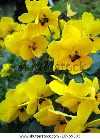 Yellow violets