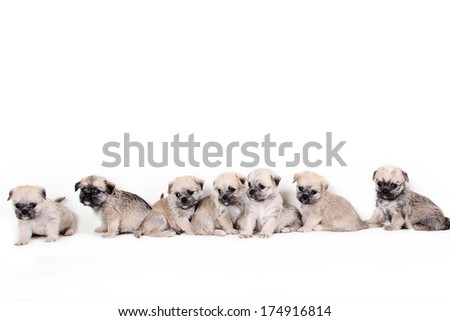 Group of cute puppies on white background