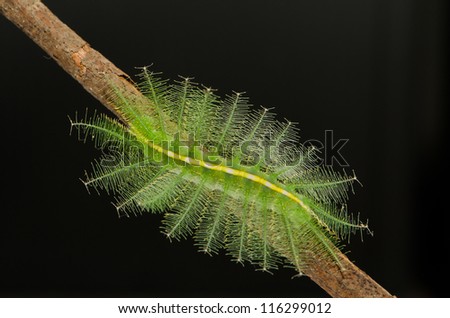 Caterpillar against black background. Family butterfly leg frontal lobe.