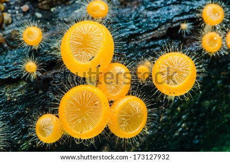 Mushroom Fungi in the tropical rain forest
