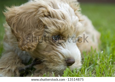 puppy chewing on a stick