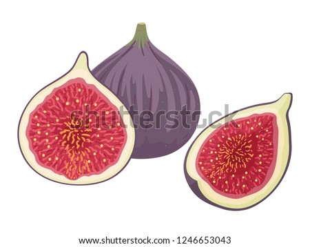 Fresh ripe delicious juicy figs whole and cut in half and quarter. Fig isolated on white background. Vector hand drawn illustration. 