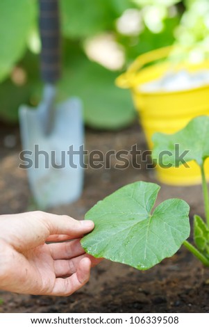 Growing (Squash) Plants in a Garden