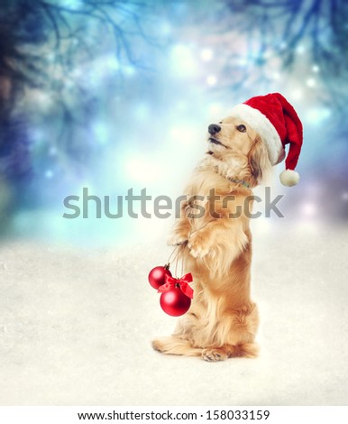 Dachshund dog with Santa hat holding two Christmas baubles