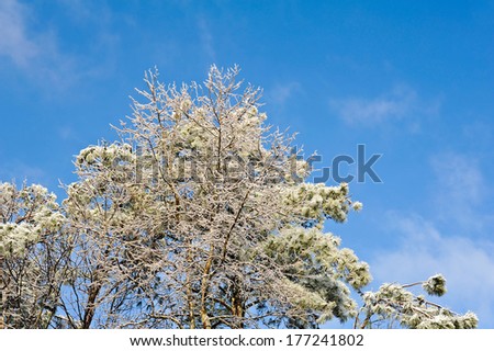 Top of Ice Covered Pine Trees in Winter Storm