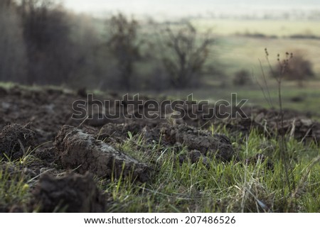 Horizontal Photo of plowing and fresh young green grass.