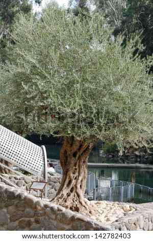 JORDAN RIVER, ISRAEL, 2014. Olive tree on the shore of Jordan river