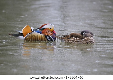 Pair of Mandarin Duck (Aix galericulata), or Mandarin