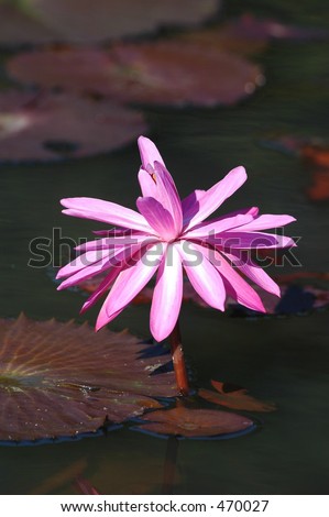 Pink water lily flower and leaves in pond in Bogor botanical garden in java island indonesia
