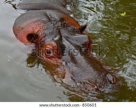 Submerged Hippo with part of the head above water, close up.contains noise at larger sizes