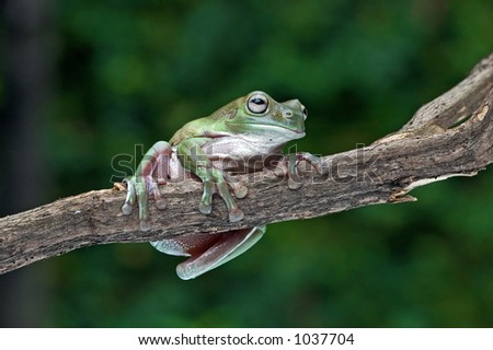 Dumpy tree frog Images - Search Images on Everypixel