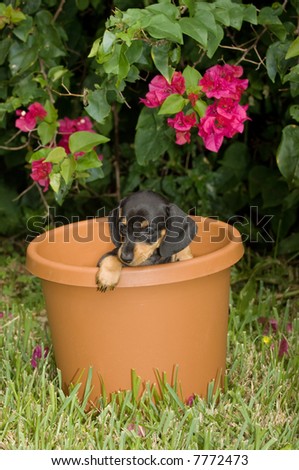 Dachshund Puppy In Flower Pot