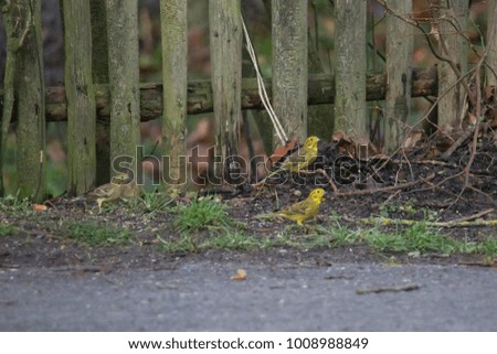 Similar – Image, Stock Photo Yellowhammer searching for food on the forest floor