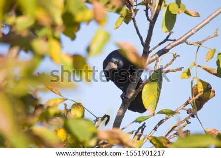 Similar – Image, Stock Photo Rook searches for walnuts on a tree