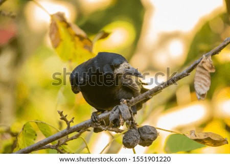 Similar – Image, Stock Photo Rook searches for walnuts on a tree