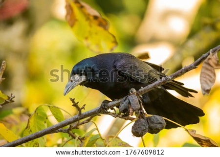 Image, Stock Photo Rook searches for walnuts on a tree