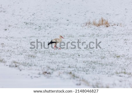 Similar – Image, Stock Photo A white stork surprised by winter looks for food in the snow in the Schmuttertal biotope near Augsburg